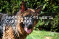狗狗疝气怎么办,如何有效缓解和治疗犬只的疝气问题?
