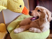 武汉一家宠物友好酒店推出宠物陪睡服务 陪睡犬“日薪”100元