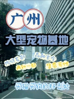 广州买博美犬去哪里买?广州这里可现场挑选博美犬,有售后安全保障哦!