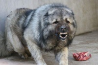 高加索犬的成长与发展(一只高加索犬能长多大?了解它的成长规律和喂养技巧)