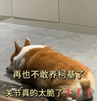 饲养柯基犬的6大经验总结(让你成为专业柯基犬主人的指南)