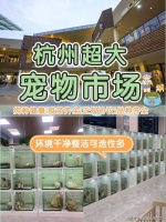 杭州哪有卖博美犬的宠物基地?杭州宠物基地选购博美犬更放心