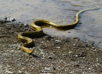 【偶遇蛇,非喜勿入!摄影图片】生态摄影