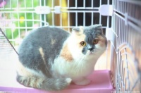 哪个快递可以寄活体宠物?顺丰快递猫咪要多少钱?