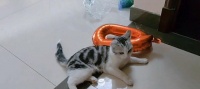 宠物小猫腿摔瘸了,恢复期到底要多久(探究小猫腿摔瘸的原因和治疗方案)