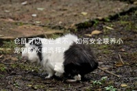 仓鼠可以吃芒果不,如何安全喂养小宠物的水果选择?