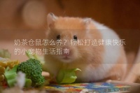奶茶仓鼠怎么养?轻松打造健康快乐的小宠物生活指南