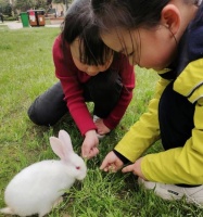 兔子的饮食需求和喂食时间(兔子喂食频率、兔子需要多久喂食、兔子喂食的关键因素)