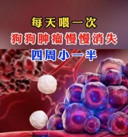 小狗的饮食频率与喂养时间(了解小狗半个月喂食的最佳时间间隔及注意事项)