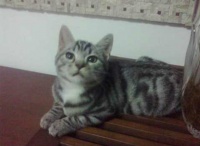流浪猫,狗救助基地