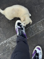 上海宠物领养救助小组