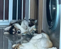 与博美小狗一起度过清凉夏日(如何让宠物在炎热天气中舒适度过)