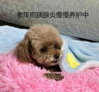 狗狗胰腺炎（胰腺炎的影响、治疗方案和预后展望）