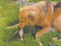 幼年犬食用人类剩菜等或能预防胃肠疾病