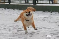 柴犬咬人原因揭秘:宠物行为背后的科学解释!