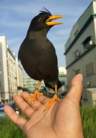 八哥训练的技巧和饮食指南(快速上手训练方法及科学饮食搭配)