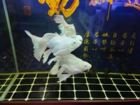 买观赏鱼有什么需要注意的(观赏鱼购买技巧与常见误区)
