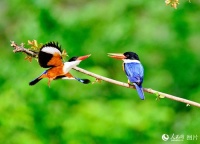 哪种鸟类最适合作为宠物繁殖？