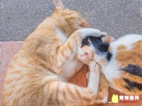 猫真的可以吃生肉吗？需要注意哪些问题