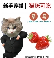 猫怀孕了要吃哪些水果？（宠物猫孕育期的合理水果饮食安排）