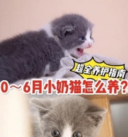 三个月幼猫的饮食注意事项（每隔几个小时喂食，宠物猫）