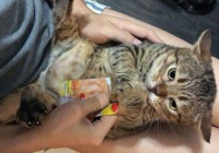 猫咪不宜吃豆干,选对食物更健康。