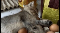 猫咪可以吃凉鸡蛋吗?(宠物饮食小知识,了解猫咪的健康需求!)
