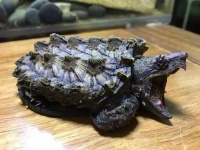 广东玩家遗忘鳄龟箱底一年,发现时瘦成骷髅,饲主回应调理进展!