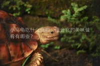 小乌龟吃什么食物,适合它的美味佳肴有哪些?