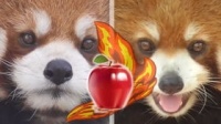 “狗狗便便频率,揭秘正常范围!”