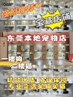 东莞英短蓝猫哪家宠物店口碑好?东莞这家宠物店良心推荐,信誉高
