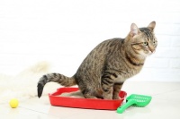 宠物猫辅食怎么做的好