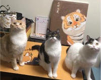 多猫家庭的救星来了!腾讯IMA知识库让你秒变专业“宠物管家“