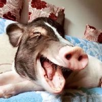 小猪Timo的微博视...