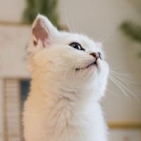 粘人猪猪怪~