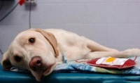 宠物犬小型犬有哪些