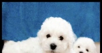 一窝比熊犬能生多少只?(揭开比熊犬繁殖的秘密,以宠物为主)