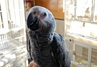 中国可以合法饲养的7种鹦鹉,都有哪些?价格如何?以及优缺点?