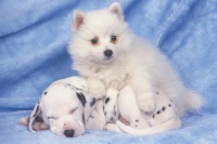 宠物小狗持续干呕,饮食调整是关键。