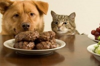 宠物饮食异常原因探析