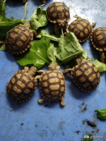 养什么陆龟比较大型又好养又便宜?