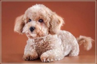 宠物狗便便不成形,调整饮食与消化。