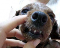 狗狗牙周炎全面解析(预防、诊断和治疗,让你的宠物远离疼痛)