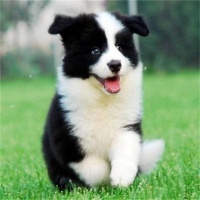 纯种边牧幼犬选购指南：高智商伴侣的完美之选！