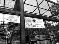 动物园内游客“挂面喂猴”成灾 吃多了可能危猴命