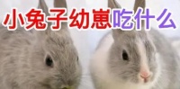 兔子的食物与饮食习惯(兔子的食谱与膳食需求)
