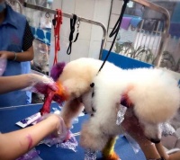 狗狗的心理世界(探索宠物狗的内心世界,了解他们的行为和情感)