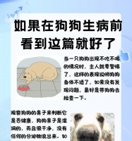寄养狗狗注意事项(八点要点,让狗狗寄养顺利无忧)