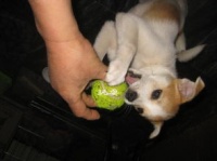 宠物狗一个月怎么吃东西