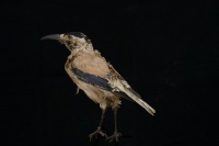 珍奇万林——基本陈列科普专栏(动物标本:白尾地鸦)